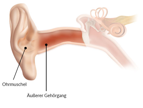 Das Außenohr mit Beschriftung der Ohrmuschel und des äußeren Gehörgangs