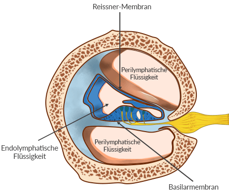Die drei Gänge der Cochlea (Querschnitt)